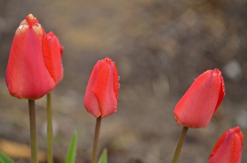 pretty_tulips.jpg
