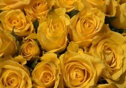 * Yellow roses *