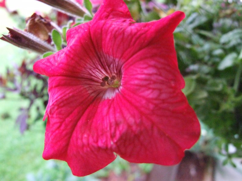 red_flower.jpg