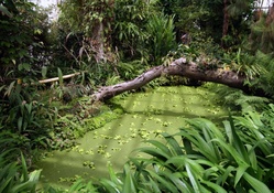 Murky Green Forest Pond
