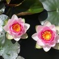 * WATER LILY *