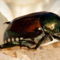 Macro Beetle