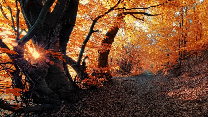 fantastic_forest_path_on_an_autumn_morning.jpg