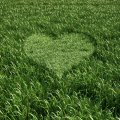 Green heart in grass
