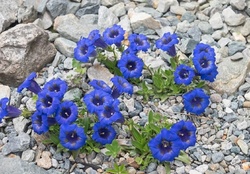 PRETTY BLUE FLOWERS