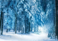 frosty trees in winter
