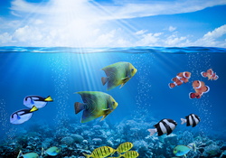 Coral Reefs Wallpapers
