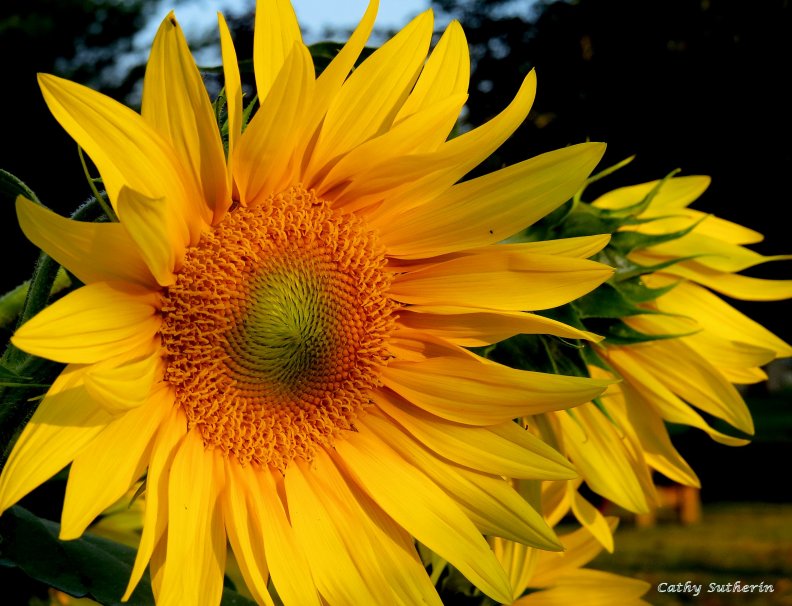 sunflower_evening.jpg