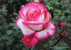 Double Delight Rose