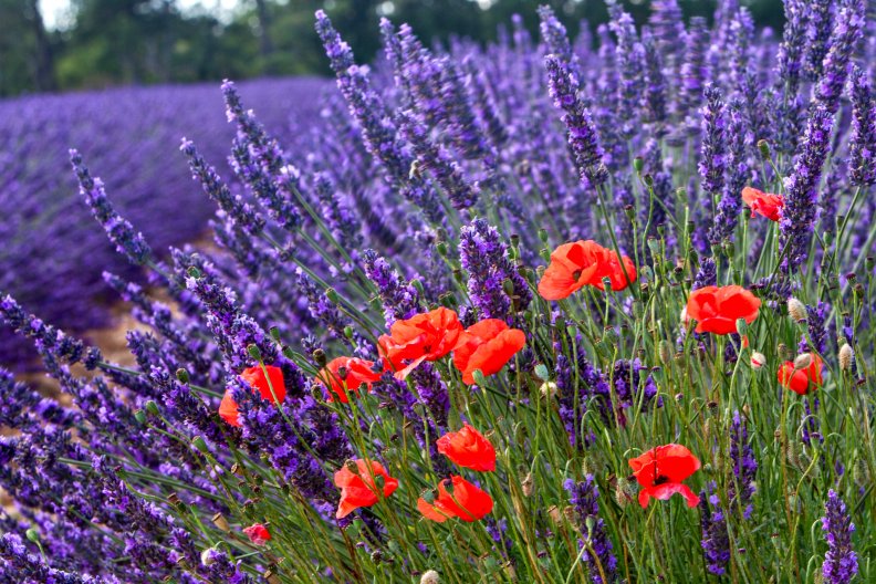 lavender_and_poppies.jpg