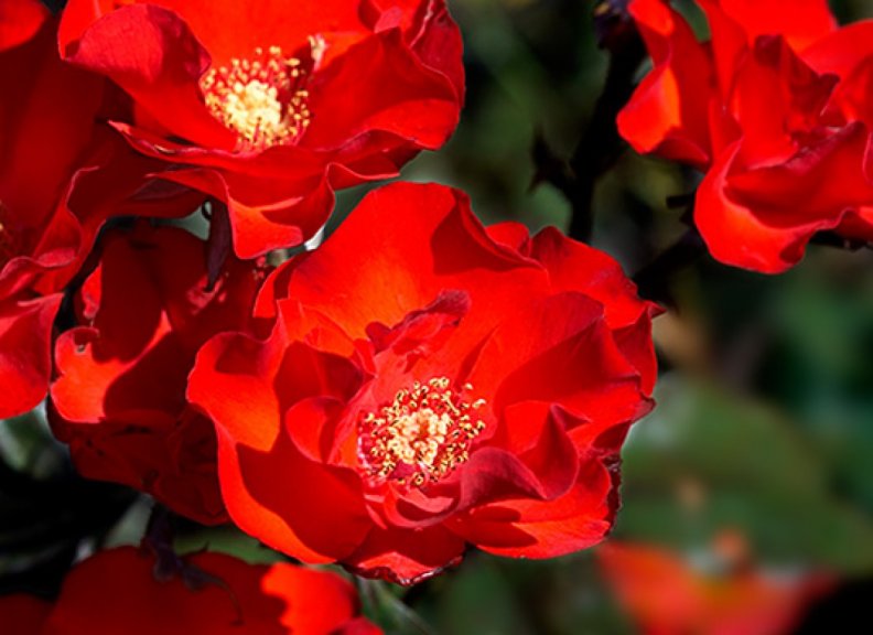 pretty_red_roses.jpg