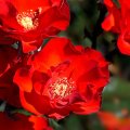 Pretty Red Roses
