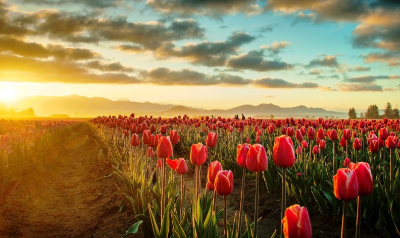 tulip_valley_sunrise.jpg