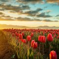 Tulip Valley Sunrise