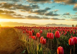 Tulip Valley Sunrise