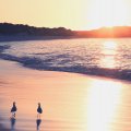 seabirds walking on a beach at sunset