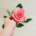 A rose bud for all the friends of DN
