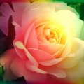 Softness of a Rose