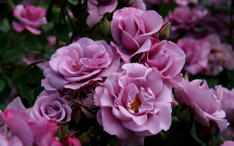 sweet_purple_roses.jpg