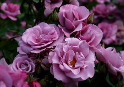 Sweet  purple roses