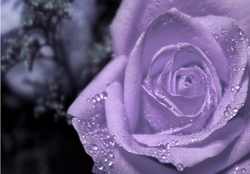 Magnificent Purple Rose