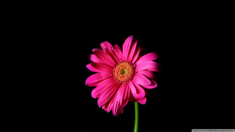 hot_pink_daisy.jpg