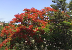 Ficus Flowers