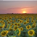 sunset _field_sunflowers