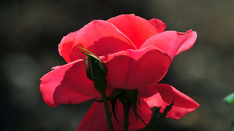 Pretty in red rose
