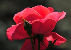 Pretty in red rose