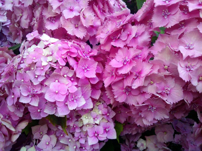 more_pink_flowers.jpg