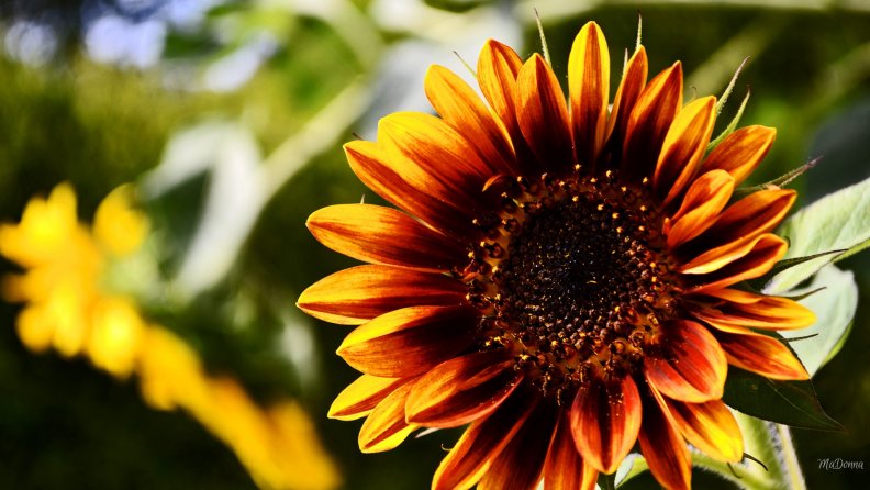bright_sunflower.jpg