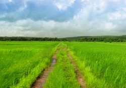 Way through fields