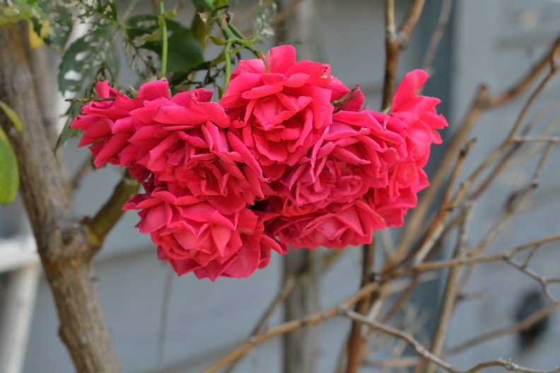 beautiful_red_roses.jpg