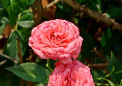 Beautiful Macro Rose