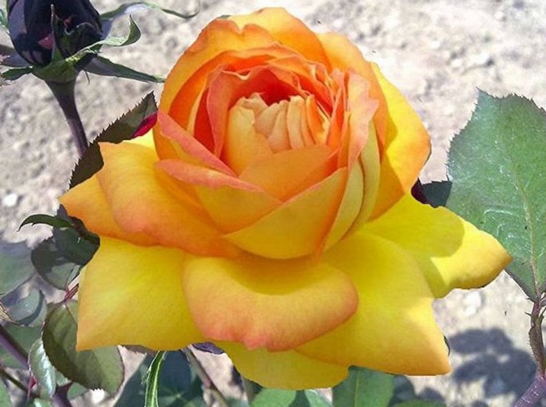 Lovely Peach Rose with Buds