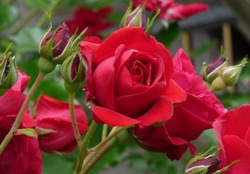 Sweet Red Rose