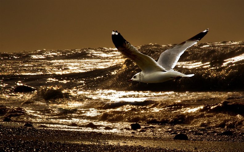 seagull_at_sunset.jpg