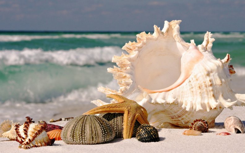 beautiful_seashells.jpg