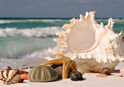 Beautiful Seashells