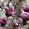 Beautiful Magnolia Flowers