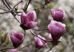 Beautiful Magnolia Flowers