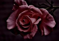 Dramatic rose
