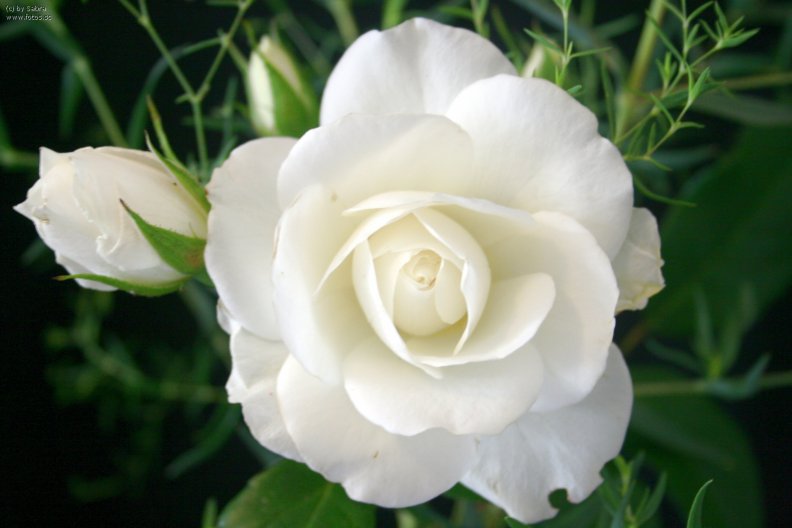 gorgeous_white_rose.jpg