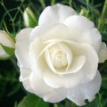 Gorgeous White Rose
