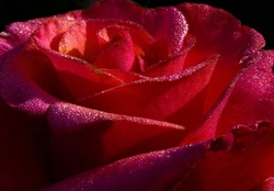 Delicate Red Rose