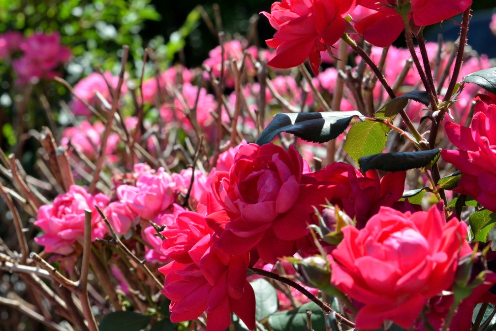 Colorful Rose Bush