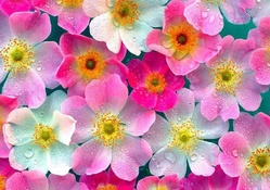 Cute Flowers