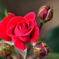 Rose Bud Blossom