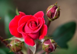 Rose Bud Blossom